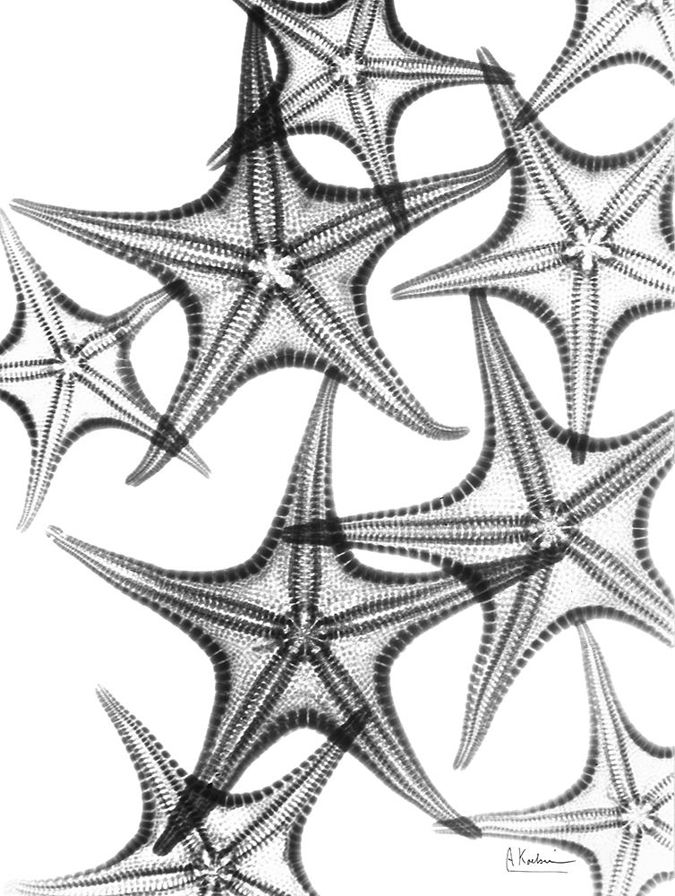 Starfish art print by Albert Koetsier for $57.95 CAD