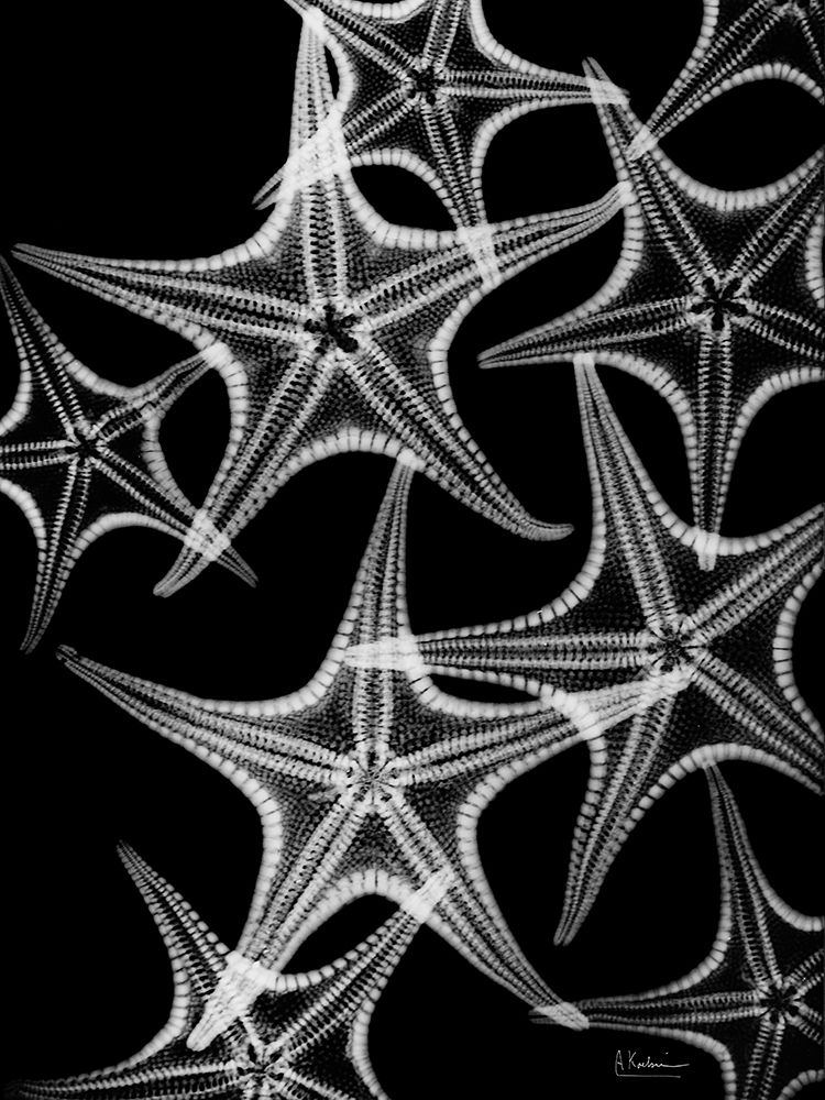 Starfish Spray art print by Albert Koetsier for $57.95 CAD