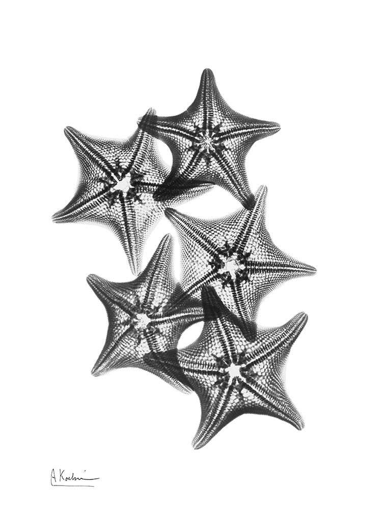 Starfish art print by Albert Koetsier for $57.95 CAD