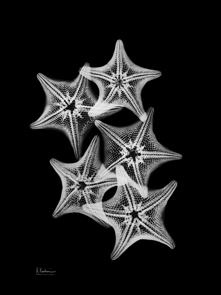 Starfish Collage art print by Albert Koetsier for $57.95 CAD
