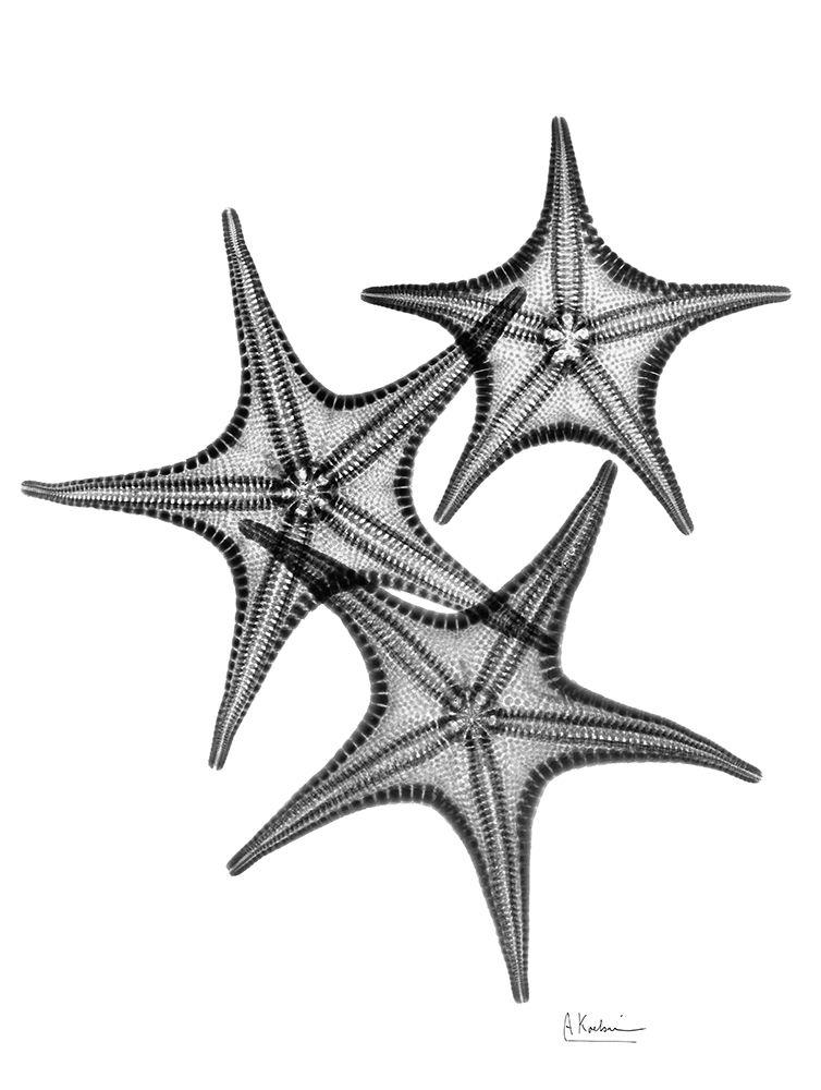 Starfish art print by Albert Koetsier for $57.95 CAD