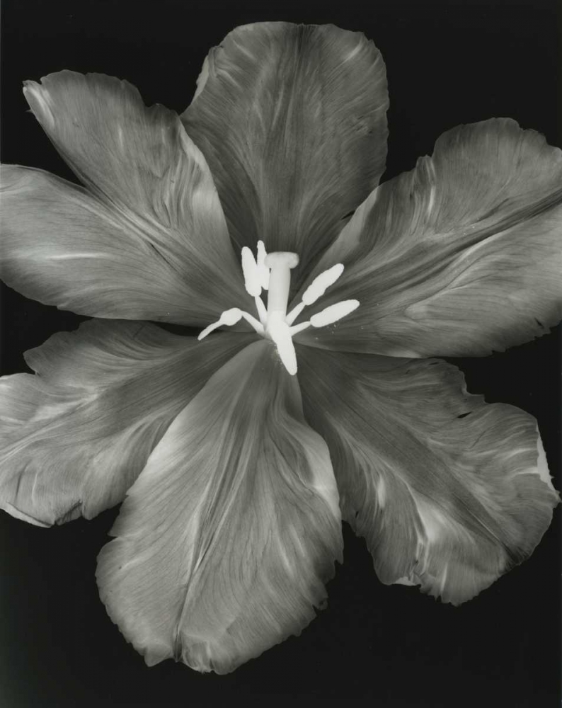Big Blossom I art print by Albert Koetsier for $57.95 CAD