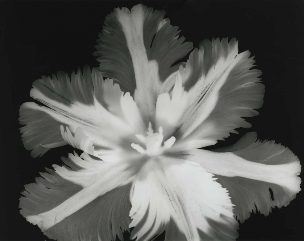 Big Blossom II art print by Albert Koetsier for $57.95 CAD