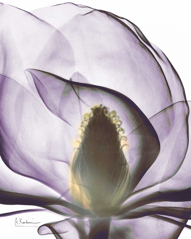 Purple Magnolia A43 art print by Albert Koetsier for $57.95 CAD
