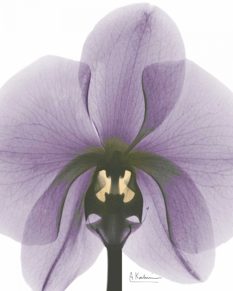 Purple Orchid A29 art print by Albert Koetsier for $57.95 CAD