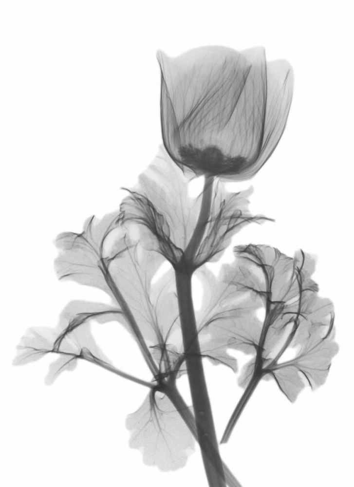 Lonely Anemone art print by Albert Koetsier for $57.95 CAD