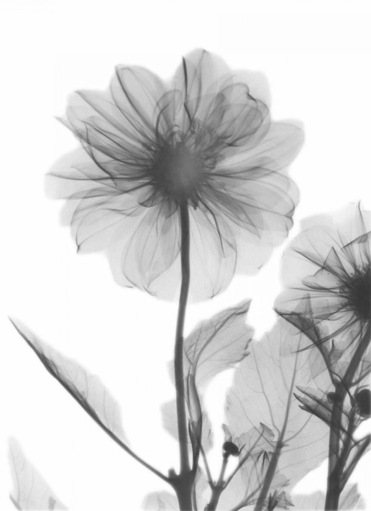 Dahlia Twins art print by Albert Koetsier for $57.95 CAD