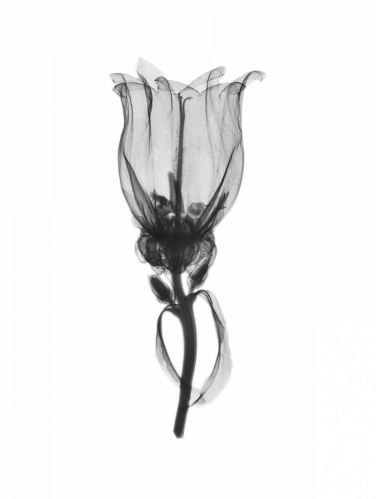 Canterbury Bell art print by Albert Koetsier for $57.95 CAD
