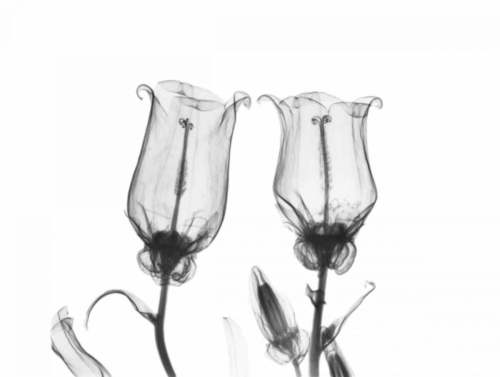 Canterbury Bell Duo art print by Albert Koetsier for $57.95 CAD