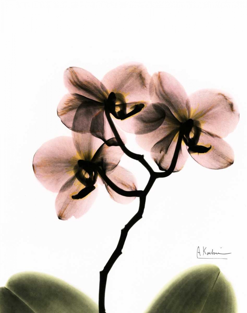 Orchid Trio art print by Albert Koetsier for $57.95 CAD