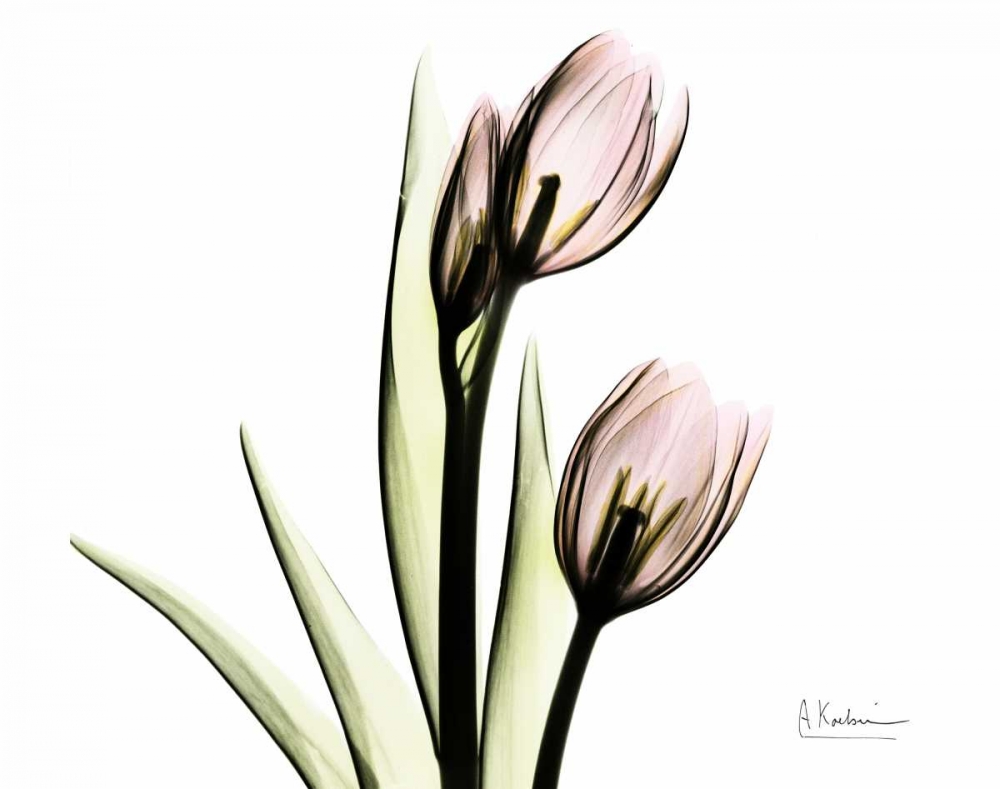 Tulip Love art print by Albert Koetsier for $57.95 CAD