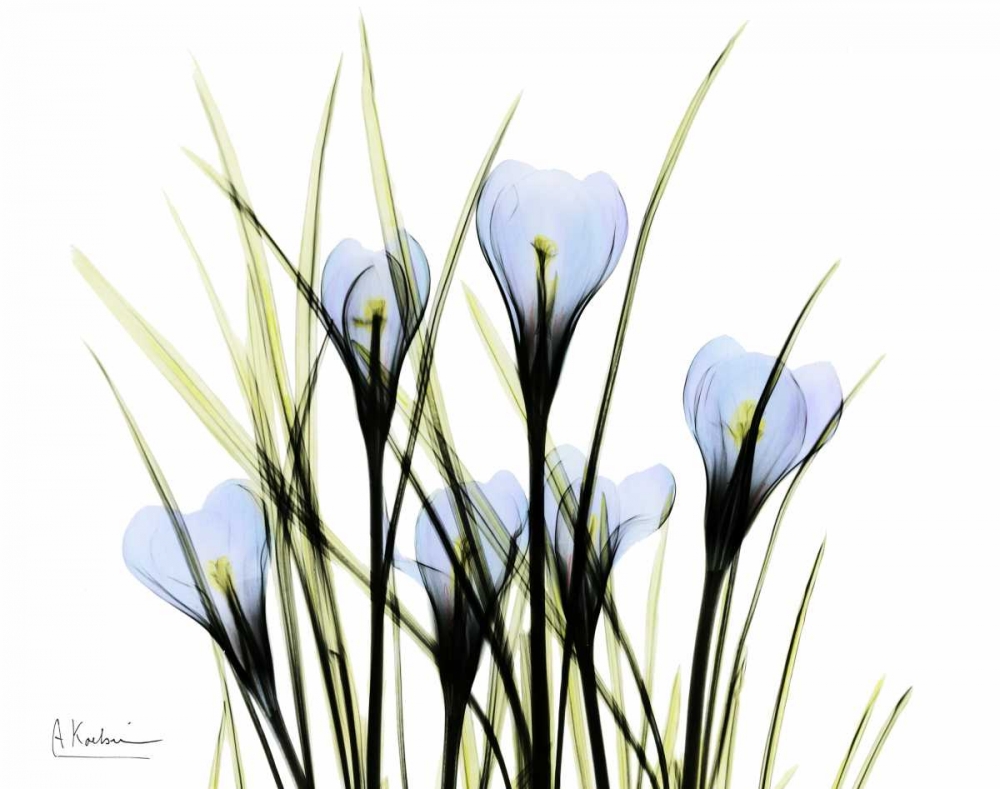 Bunched Crocus art print by Albert Koetsier for $57.95 CAD