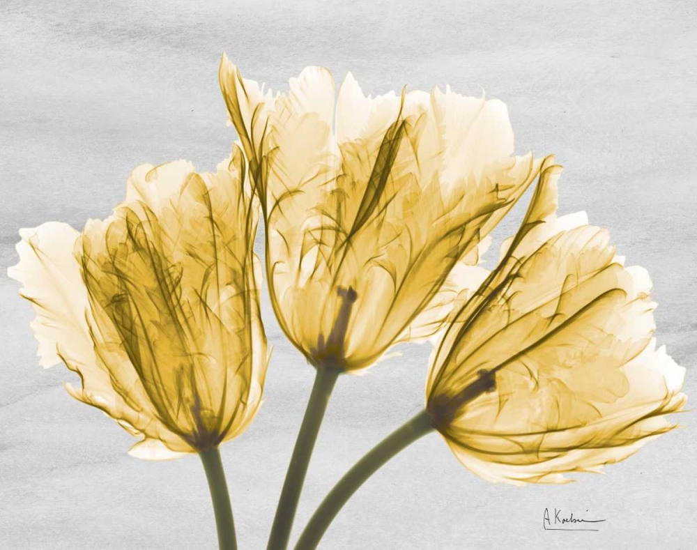 Sunny Trio Tulips art print by Albert Koetsier for $57.95 CAD