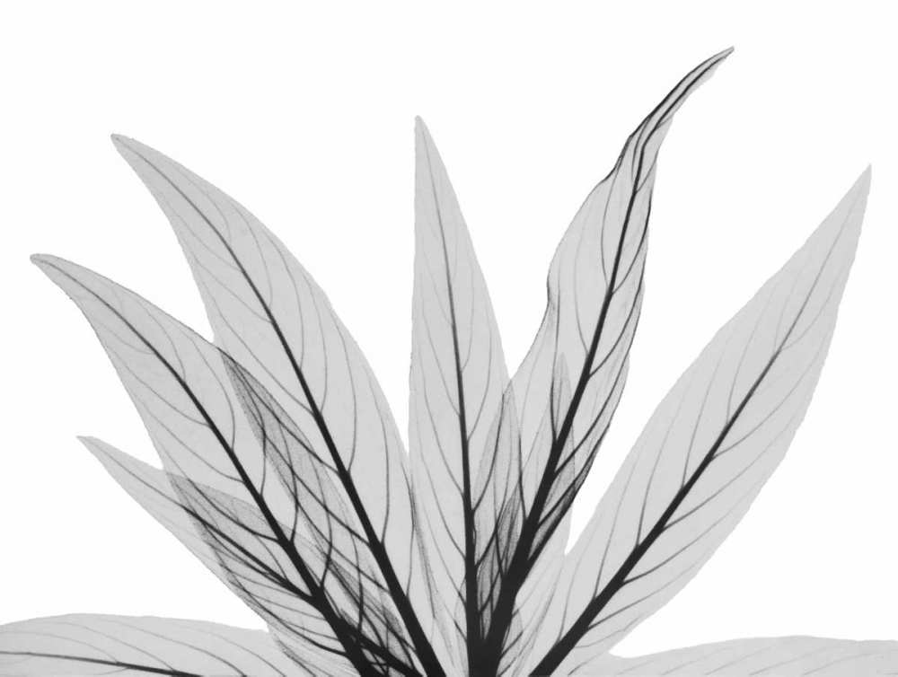 Luminous Fern 1 art print by Albert Koetsier for $57.95 CAD