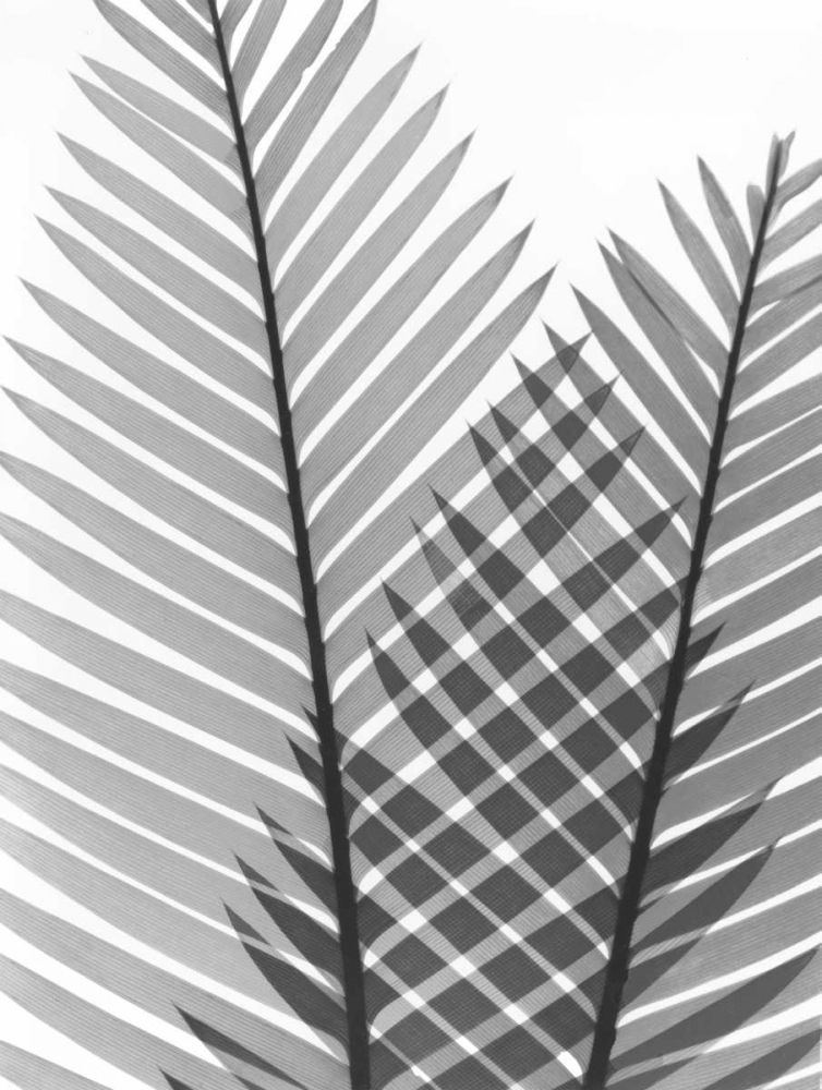 Tropical Fern 1 art print by Albert Koetsier for $57.95 CAD