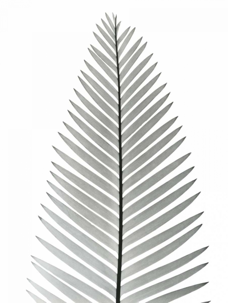 Tropical Fern 2 art print by Albert Koetsier for $57.95 CAD