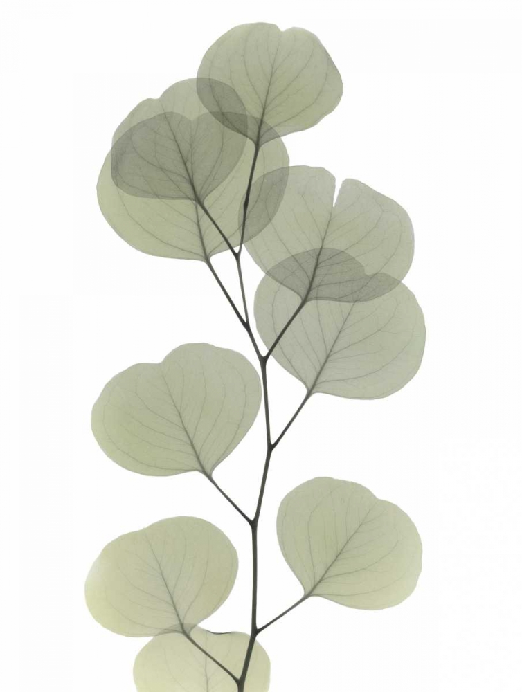 Striving Eucalyptus 1 art print by Albert Koetsier for $57.95 CAD