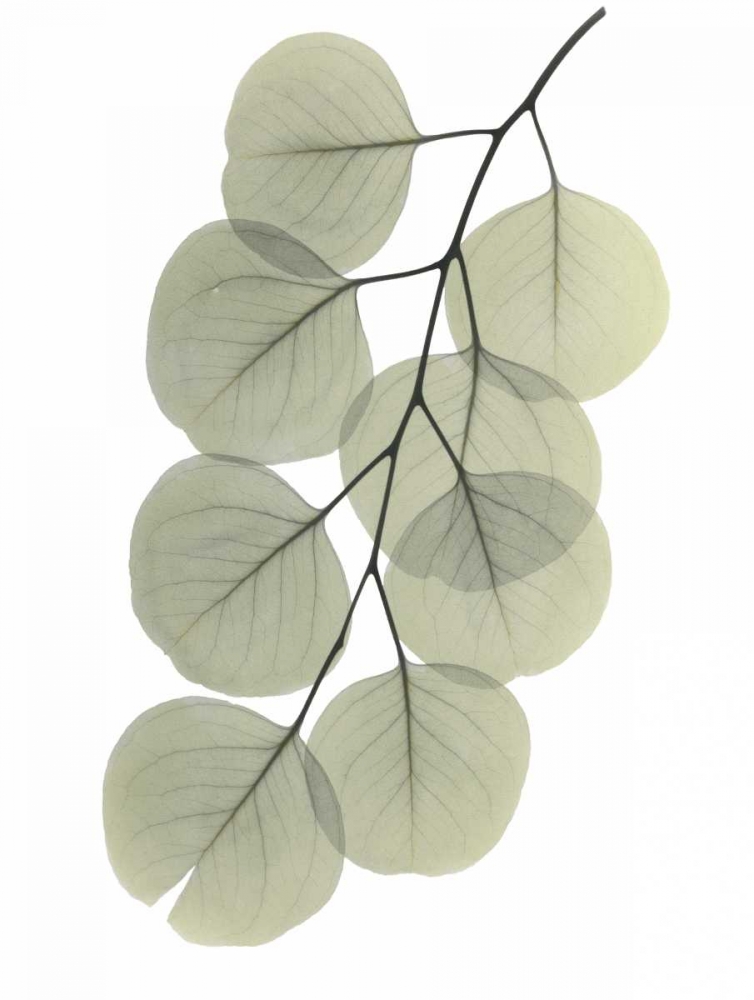 Striving Eucalyptus 2 art print by Albert Koetsier for $57.95 CAD