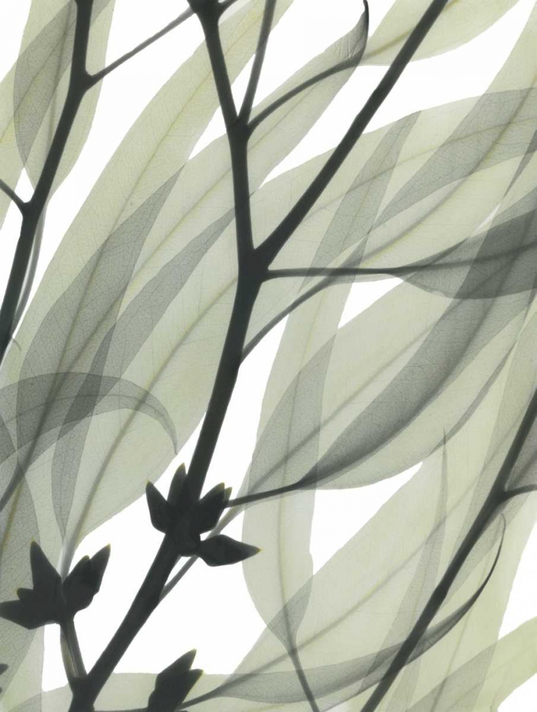 Eucalyptus Safari art print by Albert Koetsier for $57.95 CAD