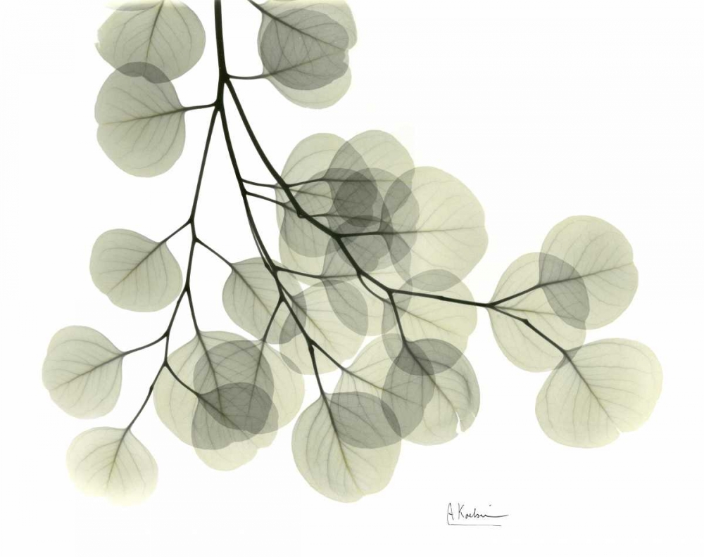 Eucalyptus Sweep art print by Albert Koetsier for $57.95 CAD