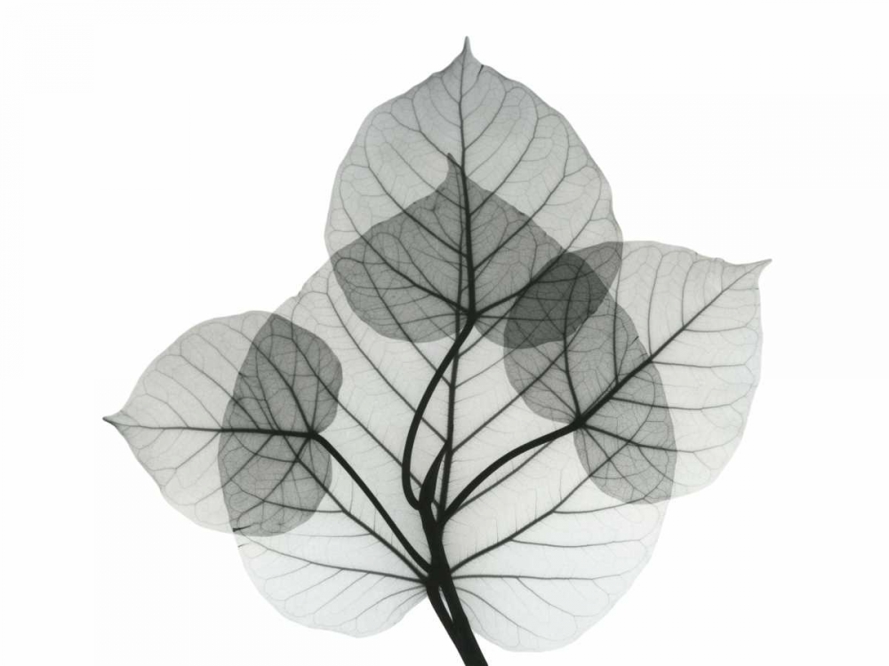 Bo Leaves 1 art print by Albert Koetsier for $57.95 CAD