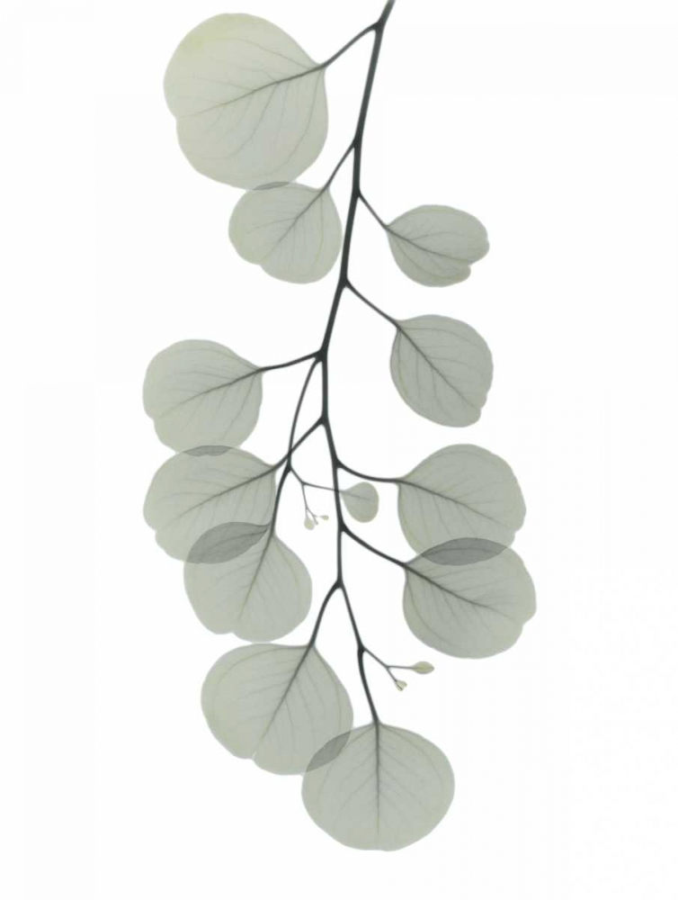Descending Eucalyptus 1 art print by Albert Koetsier for $57.95 CAD