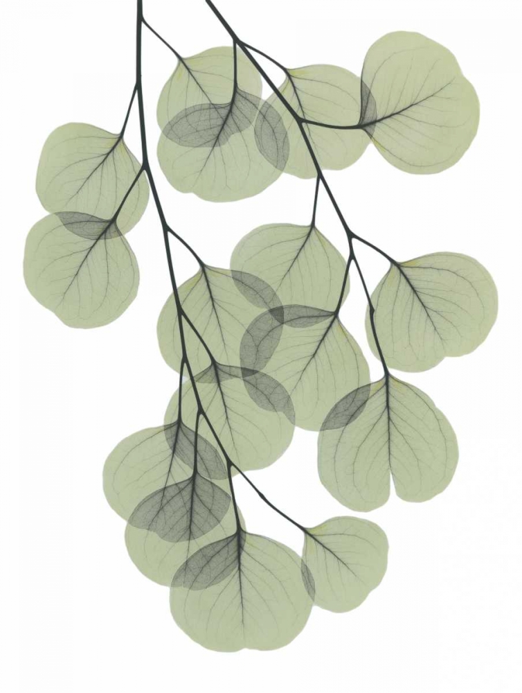 Descending Eucalyptus 2 art print by Albert Koetsier for $57.95 CAD