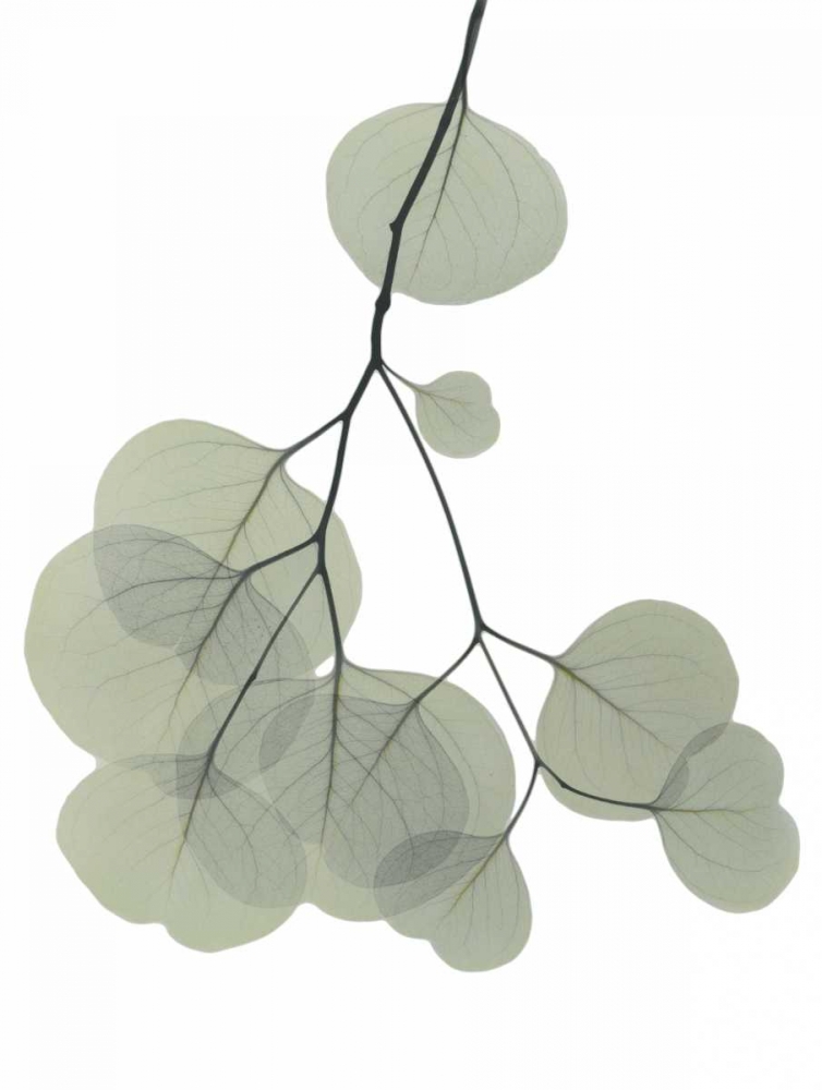 Descending Eucalyptus 3 art print by Albert Koetsier for $57.95 CAD