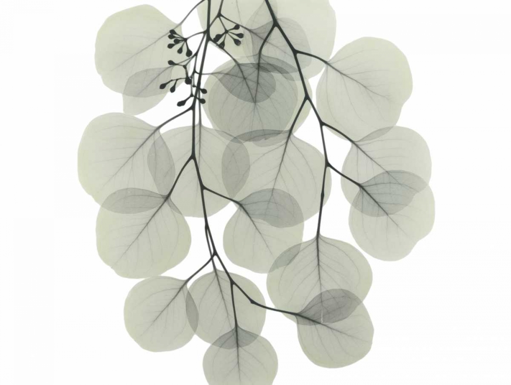 Descending Eucalyptus 4 art print by Albert Koetsier for $57.95 CAD