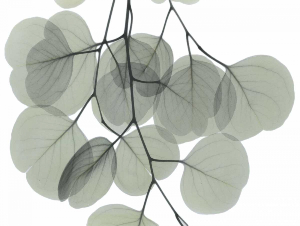 Descending Eucalyptus 5 art print by Albert Koetsier for $57.95 CAD
