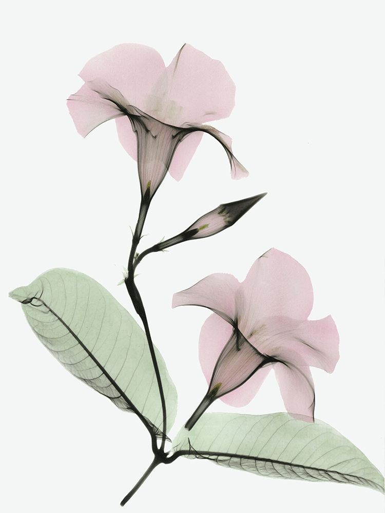 Serene Mandelila art print by Albert Koetsier for $57.95 CAD
