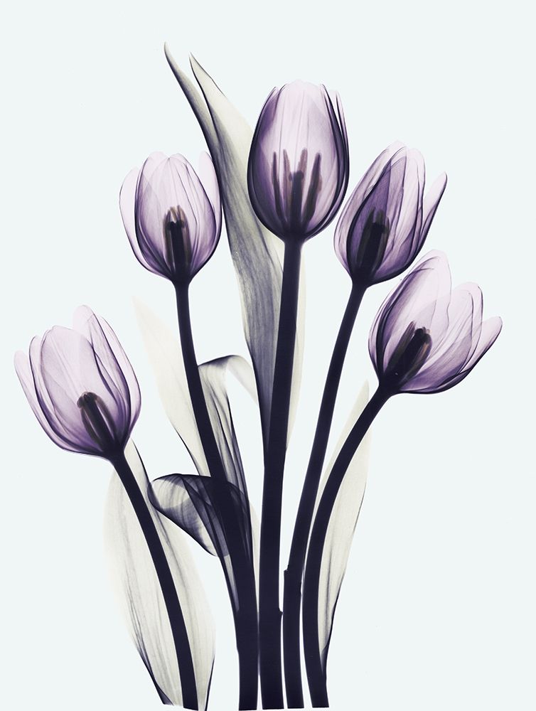 Essentially Tulips art print by Albert Koetsier for $57.95 CAD