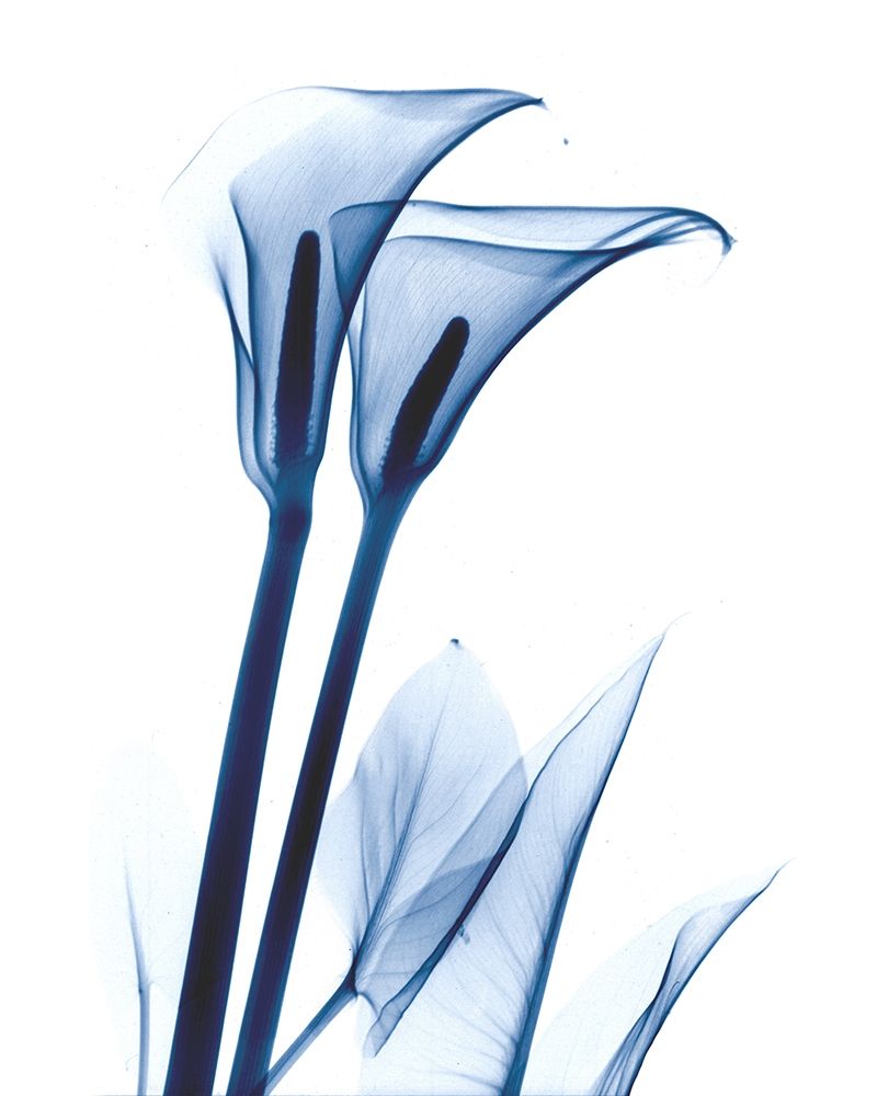 Calla Lily Indigo art print by Albert Koetsier for $57.95 CAD