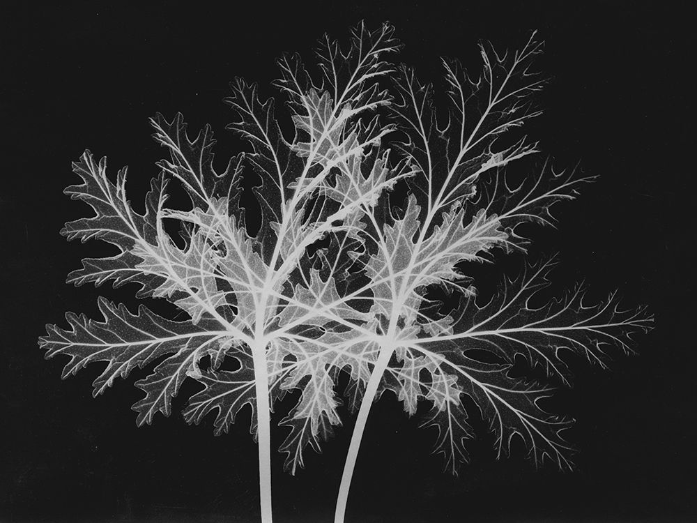 Leaves Seq art print by Albert Koetsier for $57.95 CAD