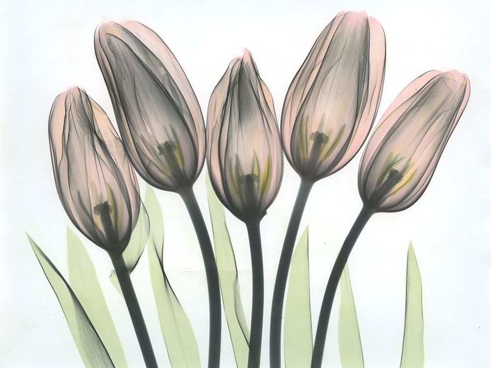 Tulips 2 art print by Albert Koetsier for $57.95 CAD