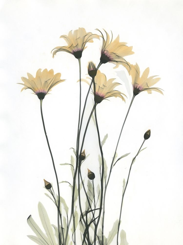 Wild Flowers art print by Albert Koetsier for $57.95 CAD