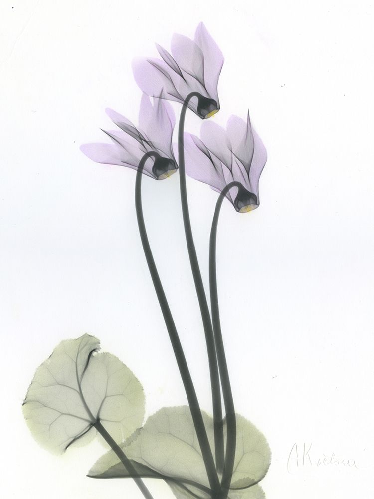 Cyclamen art print by Albert Koetsier for $57.95 CAD