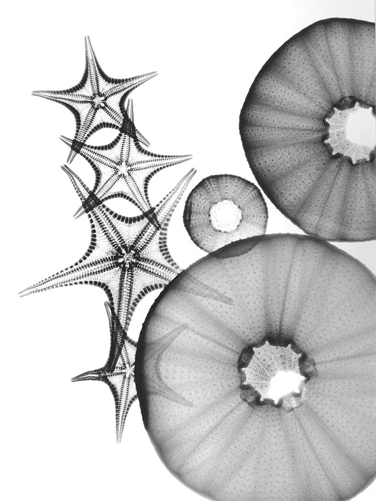 Universe Of Pythagoras art print by Albert Koetsier for $57.95 CAD