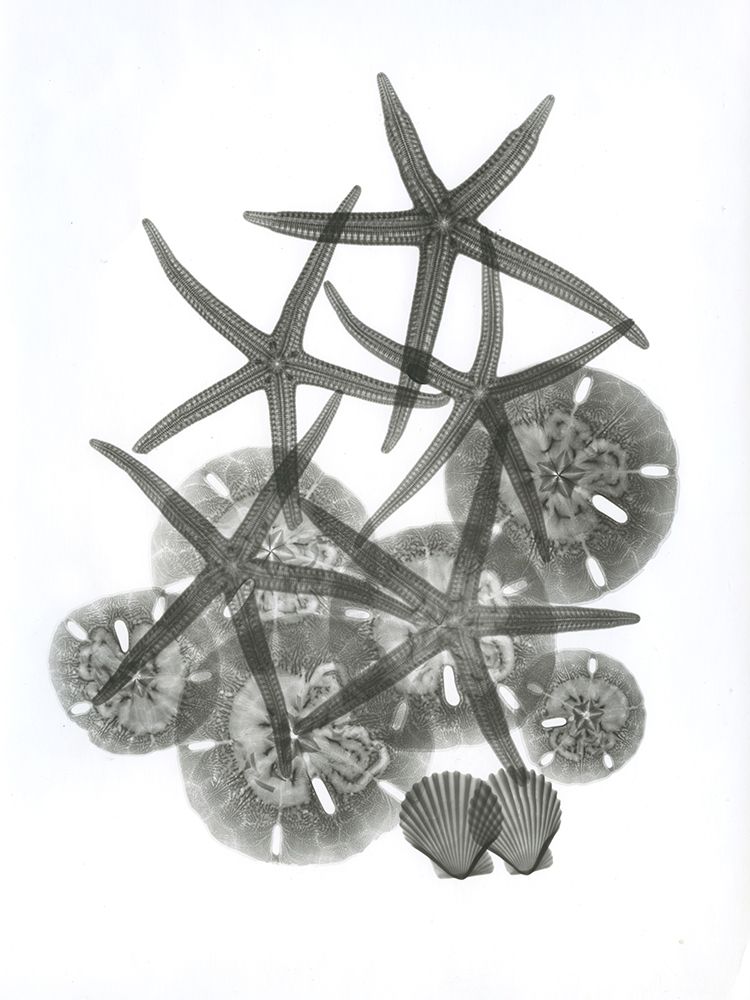 Sea Collection art print by Albert Koetsier for $57.95 CAD
