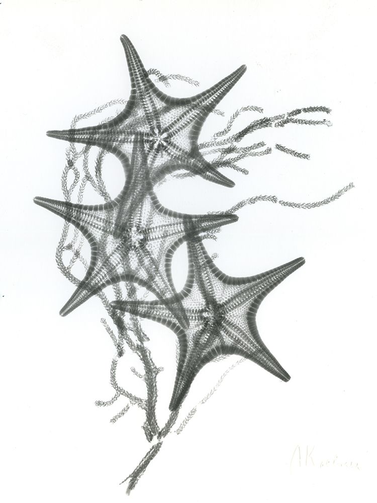 Starfish F134 art print by Albert Koetsier for $57.95 CAD