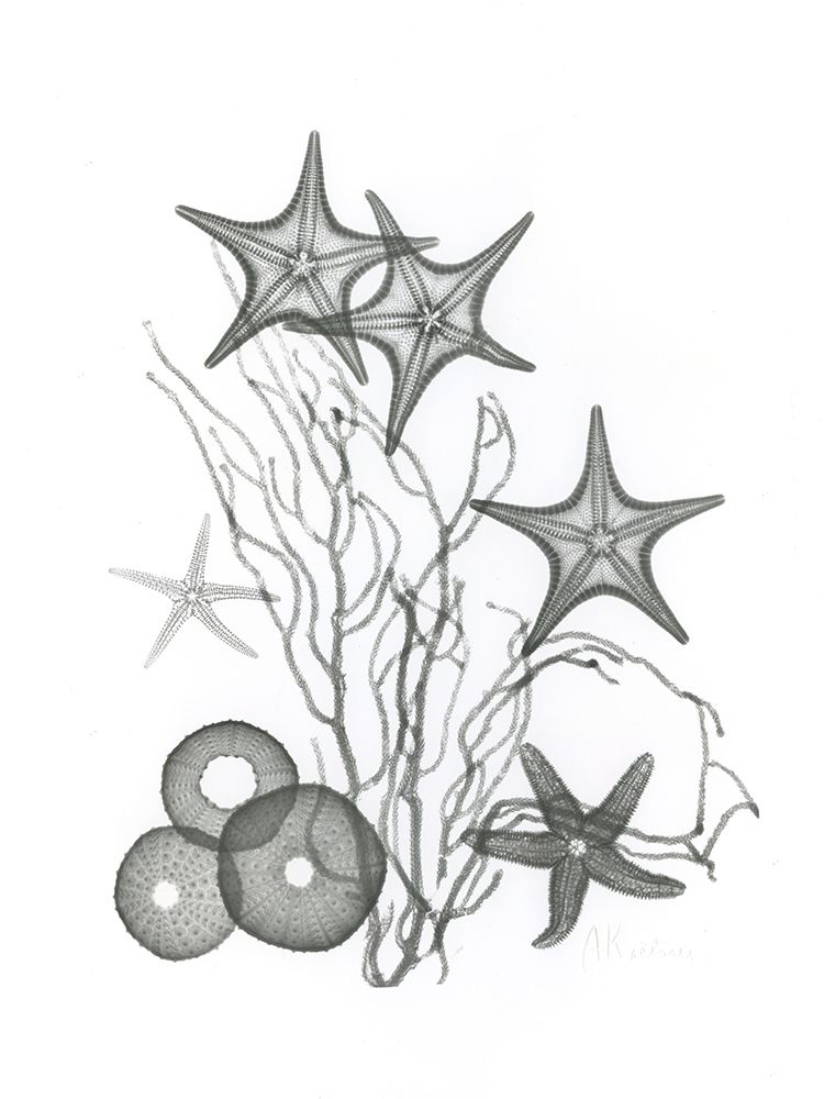 Starfish art print by Albert Koetsier for $57.95 CAD