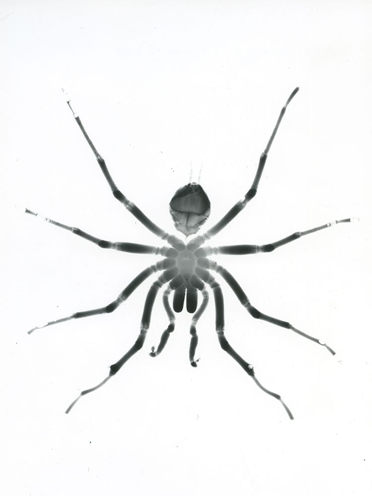 Our Friendly Tarantula art print by Albert Koetsier for $57.95 CAD