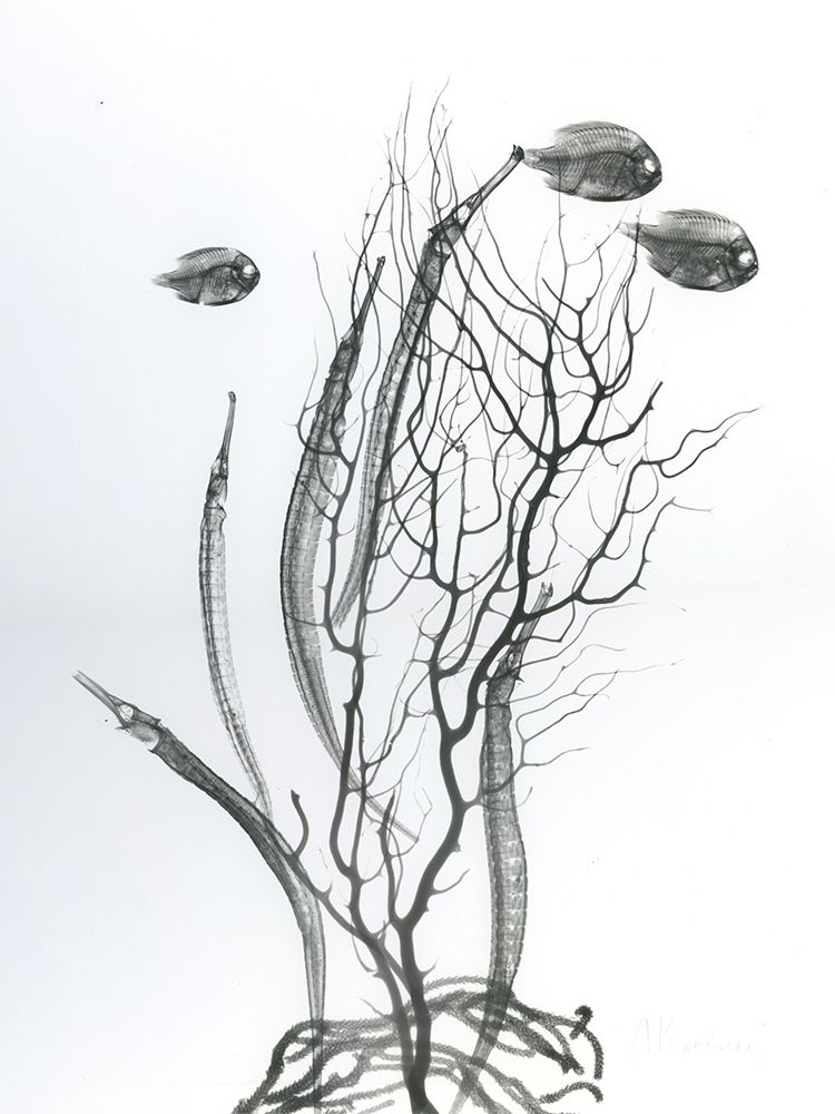 Sea Bottom art print by Albert Koetsier for $57.95 CAD