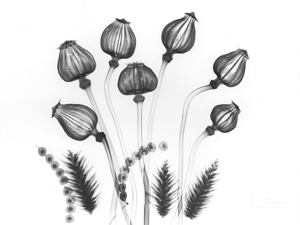 Seed Gods art print by Albert Koetsier for $57.95 CAD