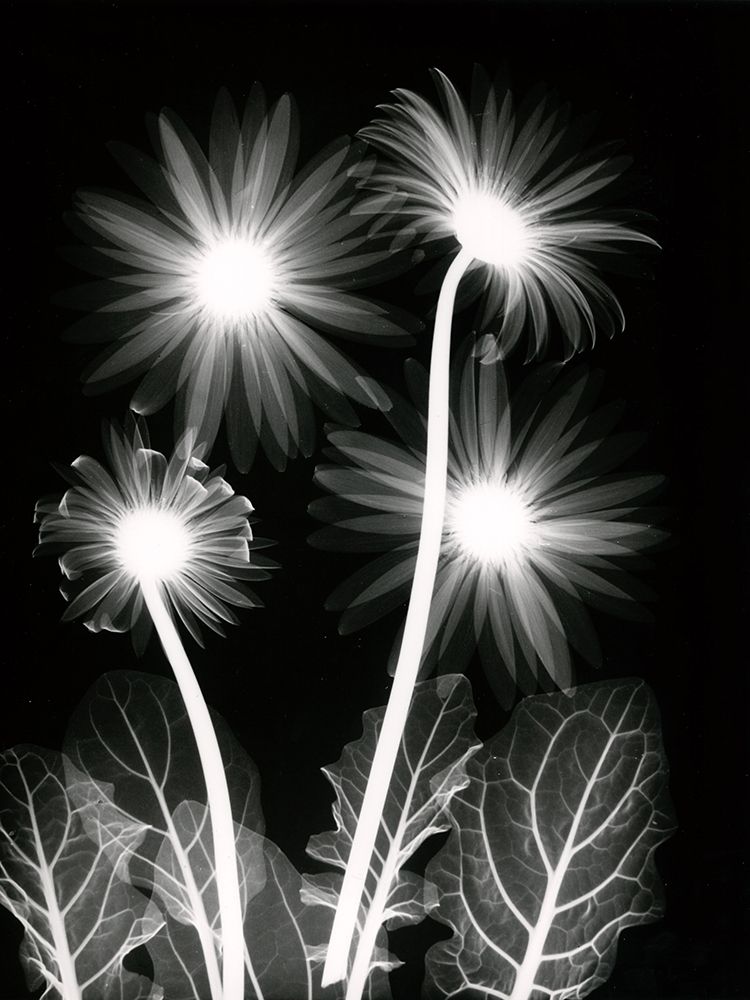 Shinning Florals art print by Albert Koetsier for $57.95 CAD