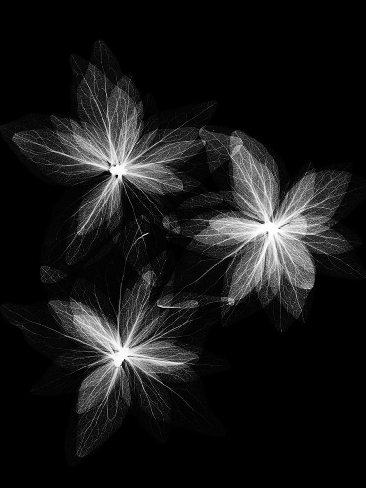 Spring Trio art print by Albert Koetsier for $57.95 CAD