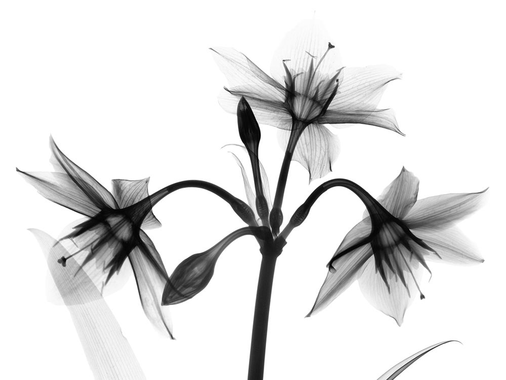 Sadened Trio art print by Albert Koetsier for $57.95 CAD