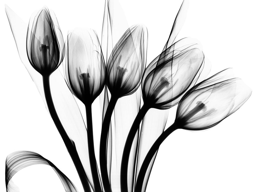 Marching Tulips art print by Albert Koetsier for $57.95 CAD