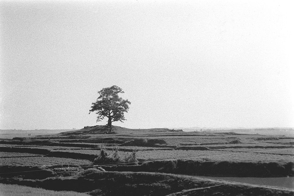 Lonely Field art print by Albert Koetsier for $57.95 CAD