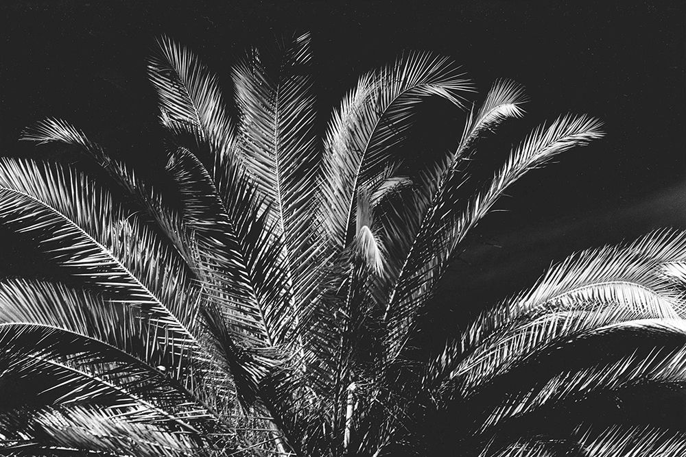 Tropical Night art print by Albert Koetsier for $57.95 CAD